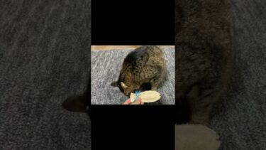 凶暴猫に歯磨きをさせようとした結果…【てん動画】