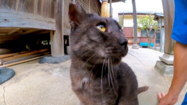 夕方神社に寄ってみたら境内にいた猫がゴロゴロ懐いてきた【感動猫動画】