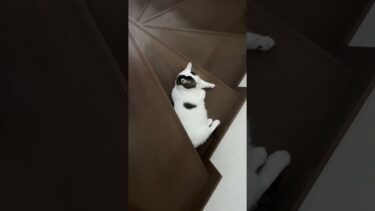 何か言うた？【ひのき猫】