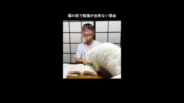 猫の前で勉強が出来ない理由！【ポムさんとしまちゃん / ねこべや】