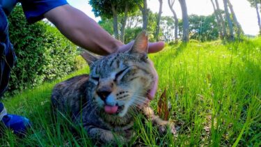 公園の芝生の広場の端っこの日陰で猫がモフられにきた【感動猫動画】