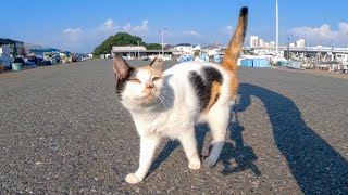 漁港でハートマークの三毛猫ちゃんが擦り寄ってきた【感動猫動画】