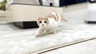 うんちすると異常なテンションで家中を走り回る子猫がかわいすぎたwww【もちまる日記】