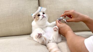 爪切りで大暴れする子猫の頭にコロコロシートを乗せてみたらまさかのこうなったw【もちまる日記】