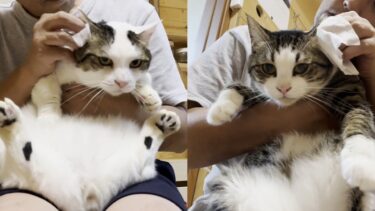 耳掃除で微妙な顔になってしまう猫【ひのき猫】