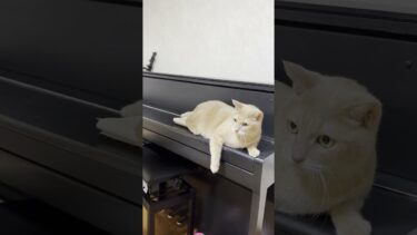 噛みたい、噛みたい、噛みたい猫【ひのき猫】