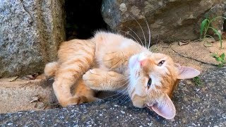 猫島の神社に猫と一緒に行ってきた【感動猫動画】