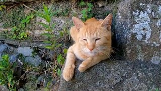 高台の上にある神社の日陰で休憩するとそこには猫がいて癒やされた【感動猫動画】