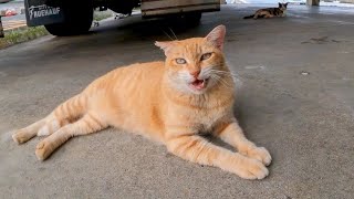トラックの下にいた猫に近づくと何か話し掛けてきた【感動猫動画】