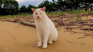 砂浜によく喋る猫がいました【感動猫動画】