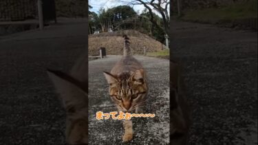 懐いてついてくる猫が可愛すぎる#shorts【感動猫動画】