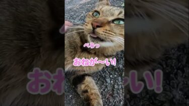 「ずっと隣にいたいの！」甘えんぼ猫が可愛すぎる#shorts【感動猫動画】