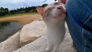 防波堤にいた猫ちゃん、ナデナデすると喜んで隣に座ってきてカワイイ【感動猫動画】