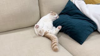 テレビを見ながら1人で寝落ちしちゃってた子猫がかわいすぎましたw【もちまる日記】