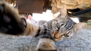 子猫と一緒にカメラまでペロペロするママ猫【感動猫動画】
