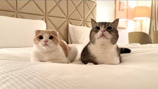 初めて猫たちと一緒に高級ホテルに泊まったら大喜びでかわいすぎましたw【もちまる日記】