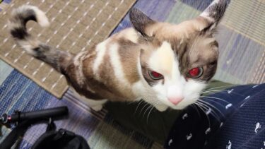帰宅して座ったら急激に甘えに来て急にまた大人しくなった猫ペポ🤪【CuteWoo】