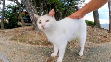 海辺の道に座ると猫がモフられにやってきた【感動猫動画】