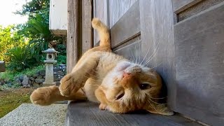 神社の日陰で伸びる猫【感動猫動画】