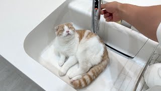 シンクの中で遊んでた子猫に水道水を出してみたら反応がかわいすぎたw【もちまる日記】