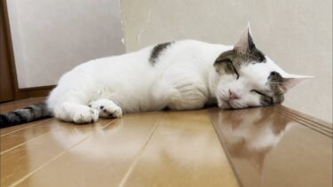 台風7号直撃！そのとき猫たちは⁉【ひのき猫】