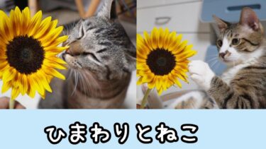 猫にひまわりを見せてみたら…ガーちゃんゴマちゃんそれぞれの反応☆そーっとツンツン？【リキちゃんねる　猫動画】 キジトラ 猫のいる暮らし