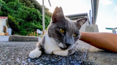 港の自転車置き場にいた猫ちゃん、撫でられてゴロゴロ喜んでカワイイ【感動猫動画】