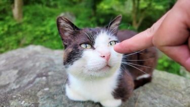 人に懐かず保護することが難航している黒白猫が少しずつ心を開こうとした時🤧【CuteWoo】