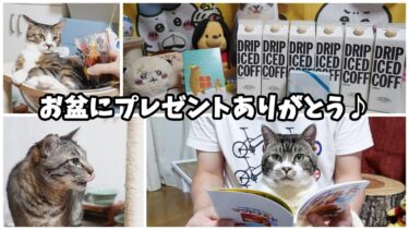 お盆にプレゼントが届きました☆いつもありがとう☆2021年8月リキちゃんとの思い出の動画　【リキちゃんねる　猫動画】 キジトラ 猫のいる暮らし