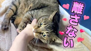 帰省しようとする飼い主を離そうとしない愛猫が可愛すぎたww【てん動画】
