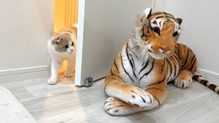 自分の部屋に虎がいたときの子猫の反応がかわいすぎましたwww【もちまる日記】