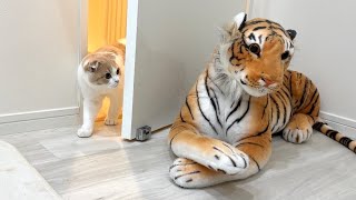 自分の部屋に虎がいたときの子猫の反応がかわいすぎましたwww【もちまる日記】