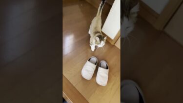 これがお母さんとお父さんの差なんです【ひのき猫】