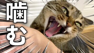 俺の腕を噛んで「お腹が空いた」と教えてくる凶暴猫ww【てん動画】