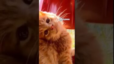 めちゃくちゃ首を傾げる子猫が可愛すぎる#shorts【感動猫動画】