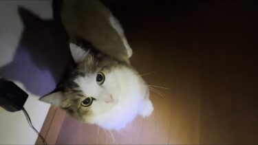ホラーナイトツアーで猫がどこに隠れていたのか？裏側を公開【ひのき猫】