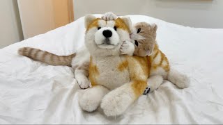 知らない犬に布団を取られたら怒った子猫のがまさかのこうなっちゃいましたw【もちまる日記】