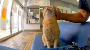 フェリー乗り場の待合室にいた猫がかわい過ぎる【感動猫動画】