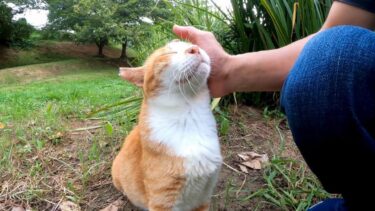 池の側によく喋る猫が寝ていたのでナデナデするとゴロゴロ言いながら出てきた【感動猫動画】