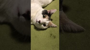 上半身と下半身が真逆を向いてしまった猫 #猫 #shorts【ぽてとチャンネル】