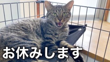 本日の動画はお休みします【てん動画】