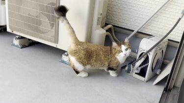 「出ていいよ」と言われて出たのに手足を拭かれて不満そうな猫【ひのき猫】