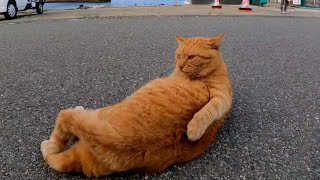【今週の感動猫動画】今週撮った短い未公開動画まとめて公開-unreleased video of this week-2023/8/4w【感動猫動画】