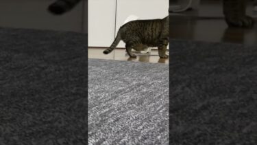 カメラに映ってしまった妖怪やんのかステップ凶暴猫…【てん動画】