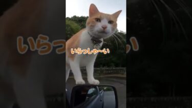 お出迎えしてくれた猫が可愛すぎる【感動猫動画】