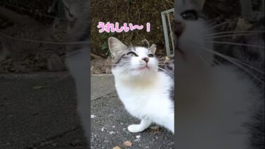 臆病な子猫が勇気を出して甘えてくる姿が可愛すぎる【感動猫動画】