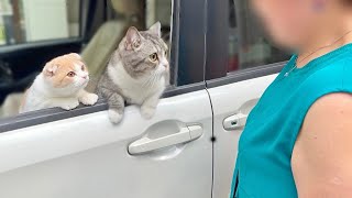 大好きなばあばとお別れしようとしたら猫たちがこうなっちゃいました…【もちまる日記】