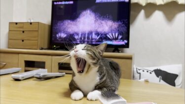淀川花火大会のフィナーレを特等席で干渉する猫【ひのき猫】