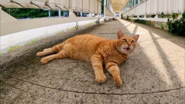フェリー乗り場の猫「ここを通りたかったらナデナデしていくニャン」【感動猫動画】