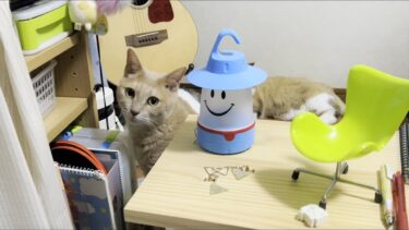 猫が棚を漁る理由を娘は知りませんでした【ひのき猫】